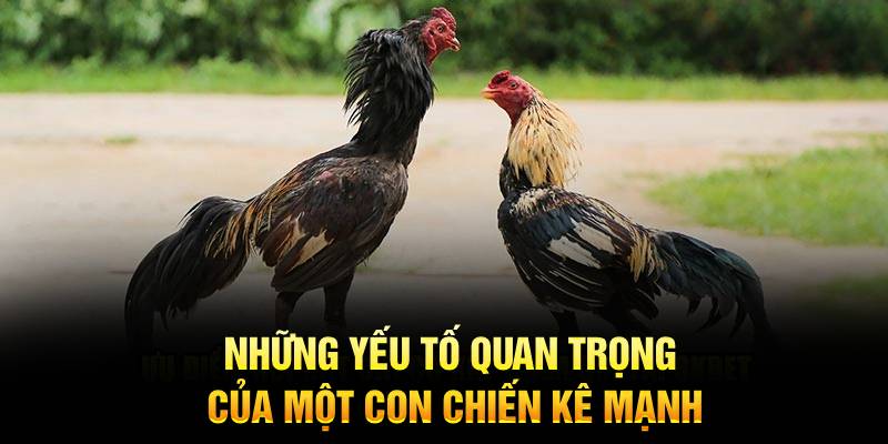 Những yếu tố quan trọng của một con chiến kê mạnh