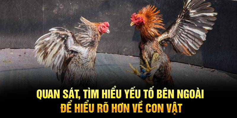 Quan sát, tìm hiểu yếu tố bên ngoài để hiểu rõ hơn về con vật