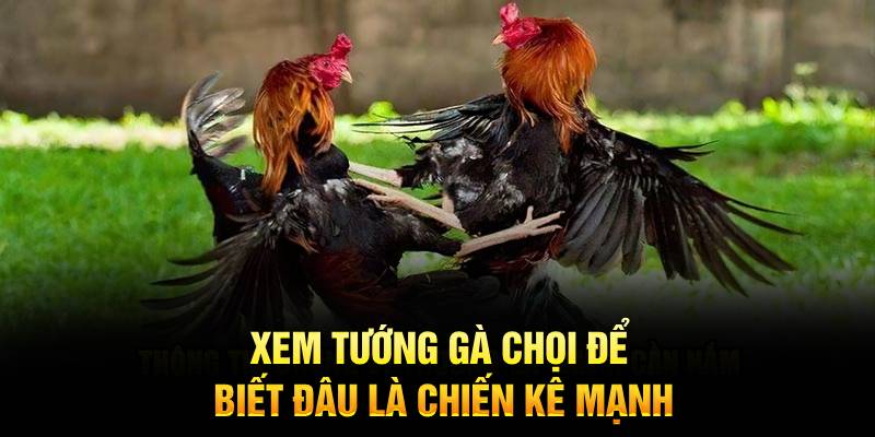 Xem tướng gà chọi để biết đâu là chiến kê mạnh