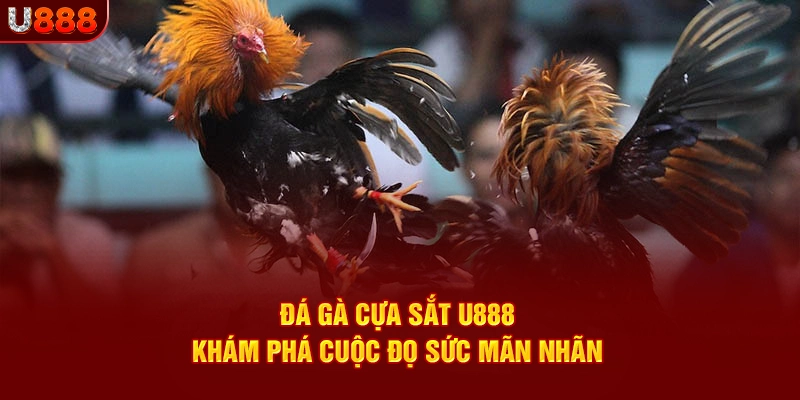 Đá Gà Cựa Sắt U888 - Khám Phá Cuộc Đọ Sức Mãn Nhãn