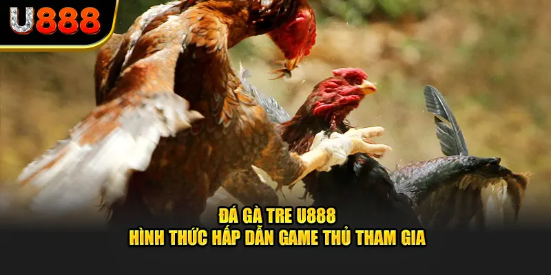 Đá Gà Tre U888 - Hình Thức Hấp Dẫn Game Thủ Nên Tham Gia