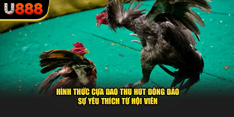 Hình thức cựa dao thu hút đông đảo sự yêu thích từ hội viên