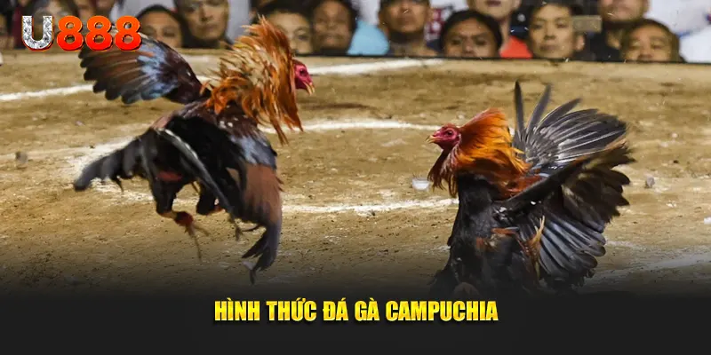 Hình thức đá gà Campuchia trực tuyến có mặt tại u888