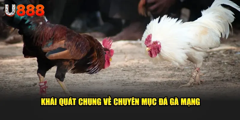 Khái quát chung về chuyên mục đá gà mạng u888