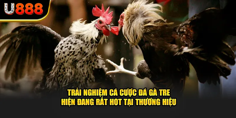 Trải nghiệm cá cược đá gà tre hiện đang rất hot tại thương hiệu U888